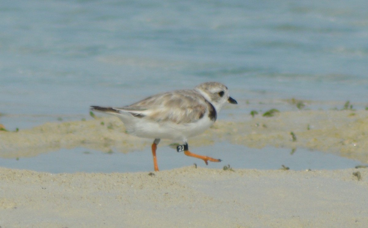 Piping Plover - ML109087891