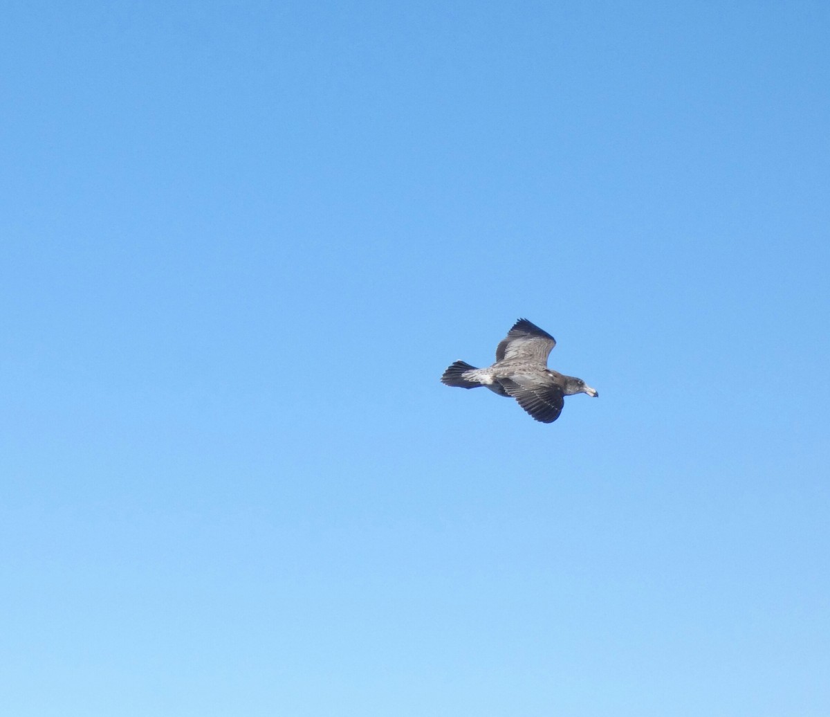 Pacific Gull - Kerry Allen