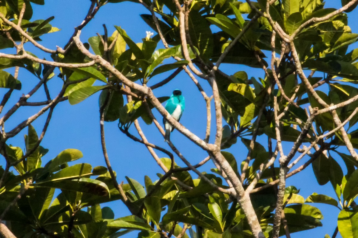 Swallow Tanager - ML109092401