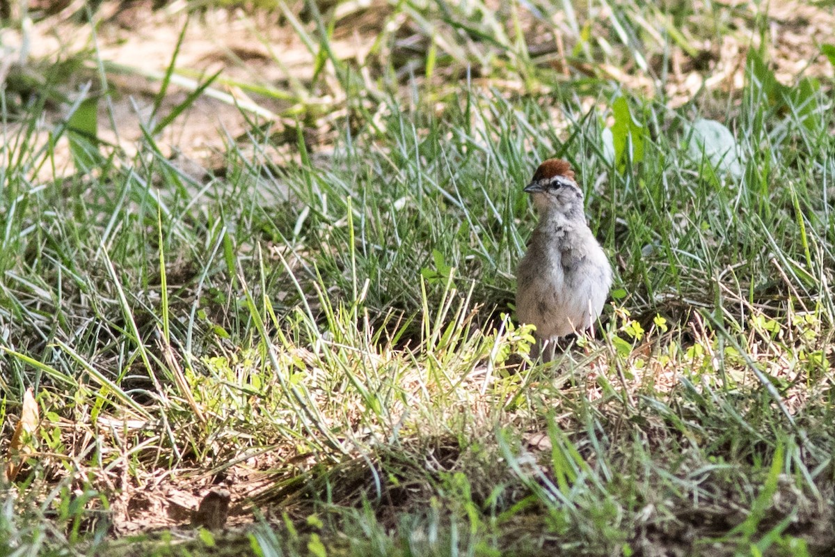 Chipping Sparrow - Tom Blevins