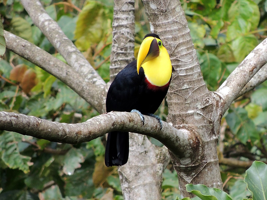 Toucan tocard (swainsonii) - ML109094911