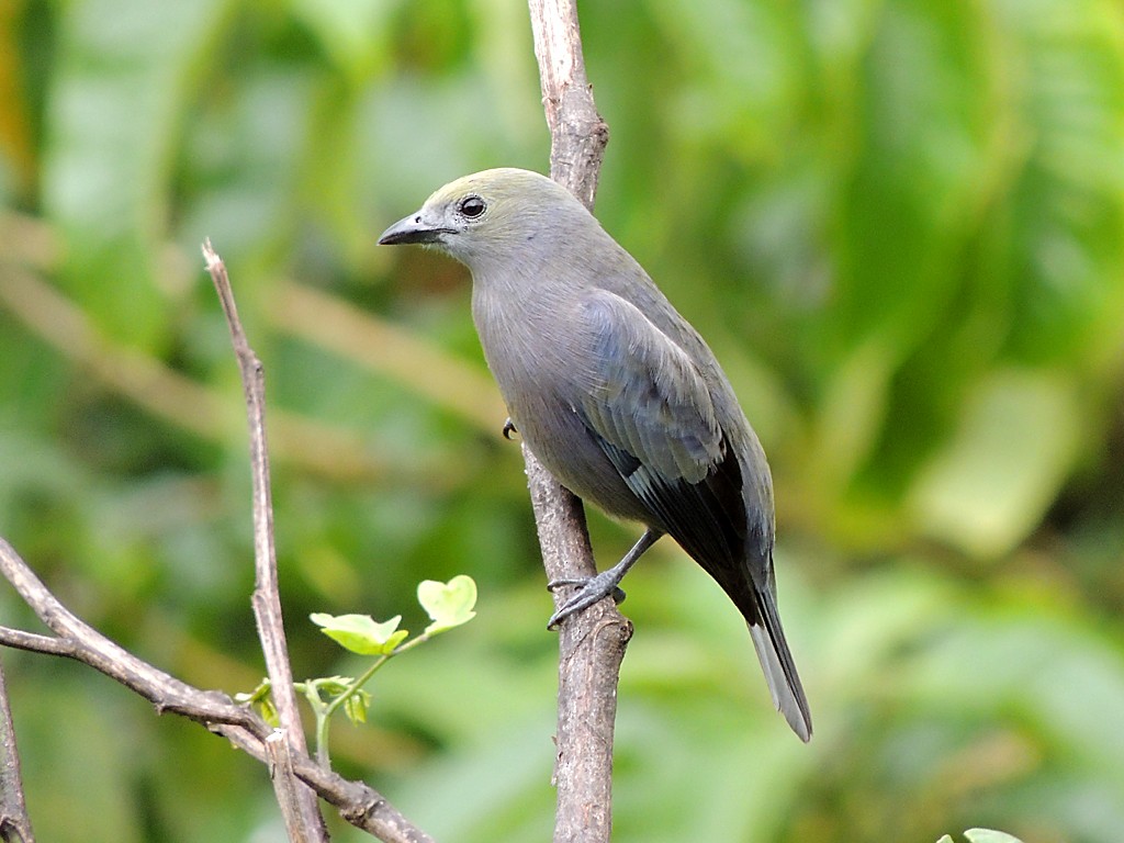Palm Tanager - ML109095481