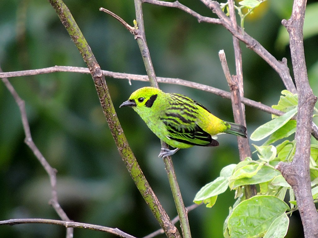 Emerald Tanager - ML109095541