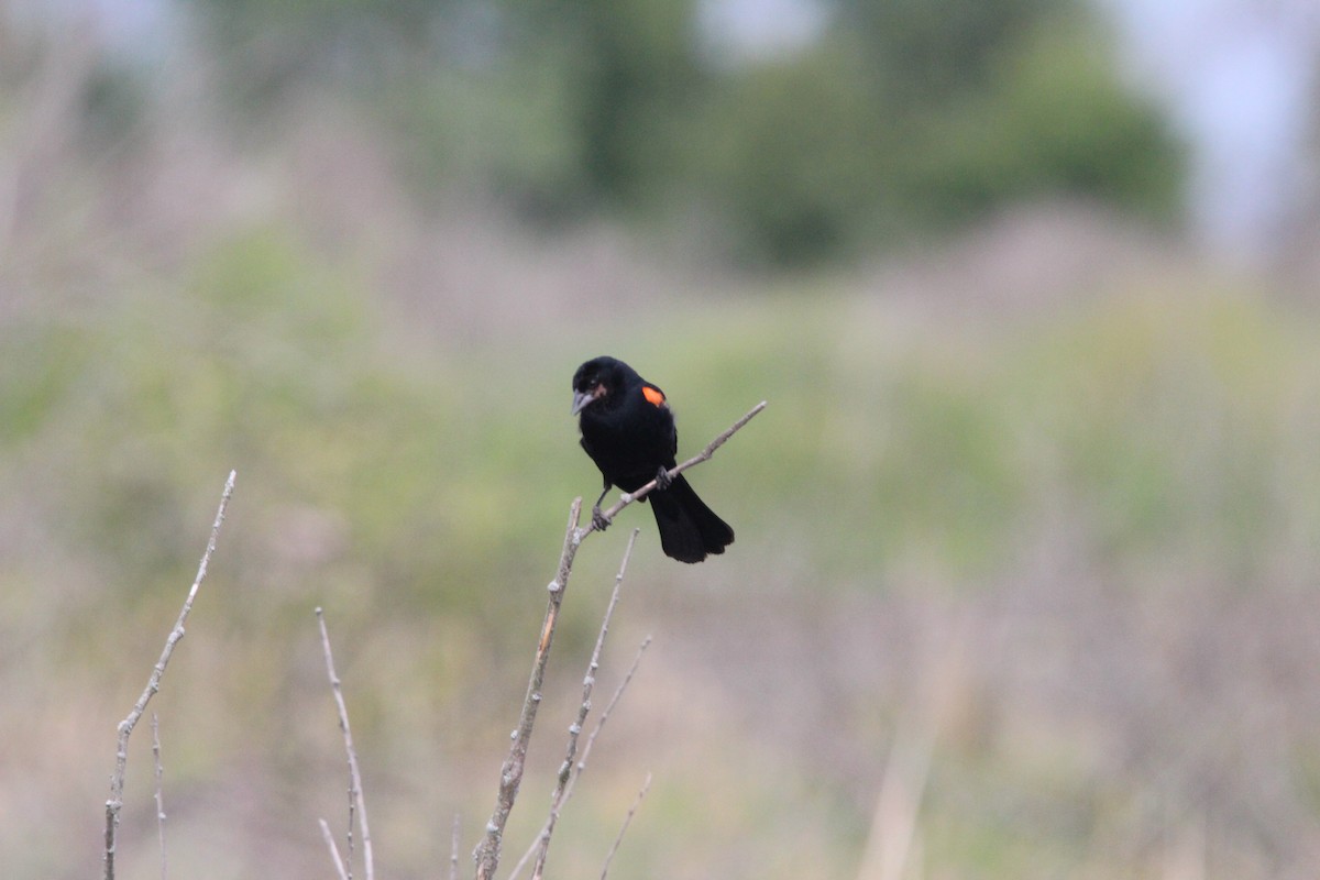 Red-winged Blackbird - Kevin Wistrom