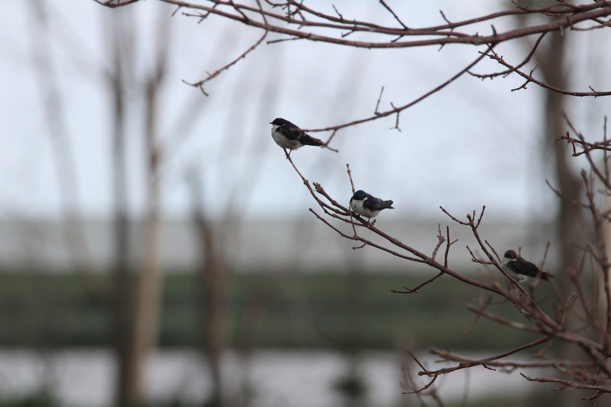 Tree Swallow - ML109102041