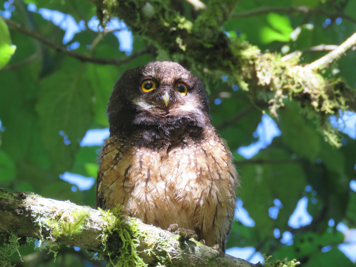 White-throated Screech-Owl - John Perry