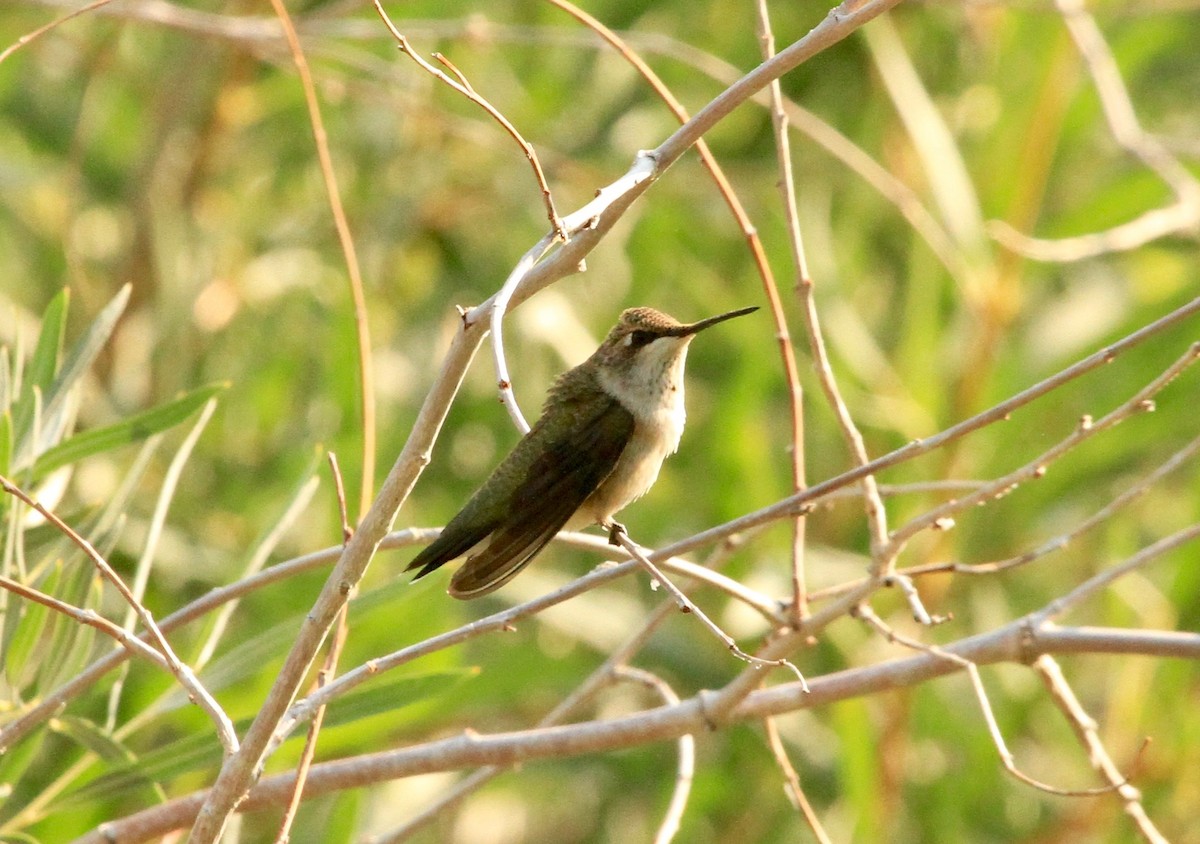 Rufous Hummingbird - Adam Dudley