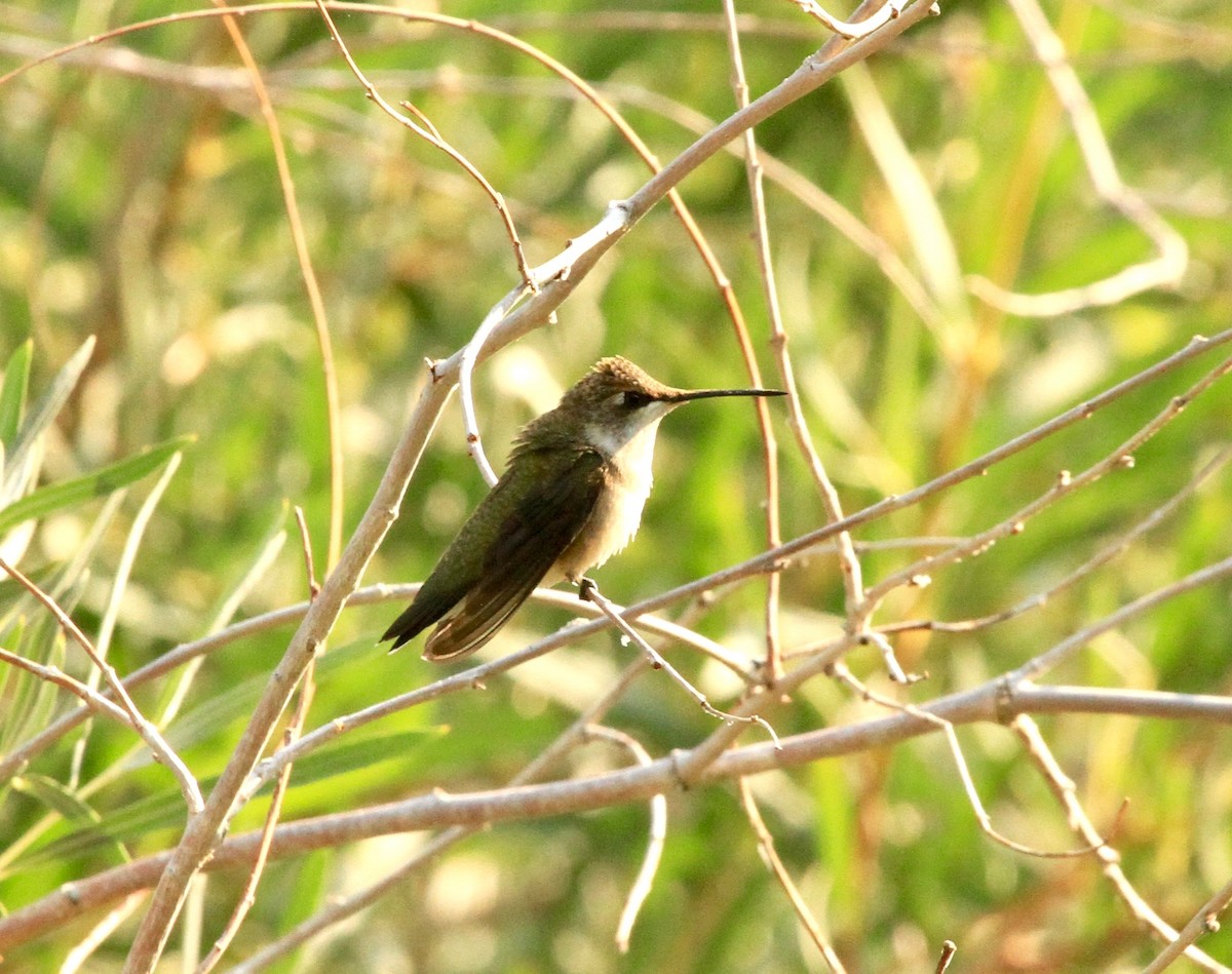 Rufous Hummingbird - ML109106431