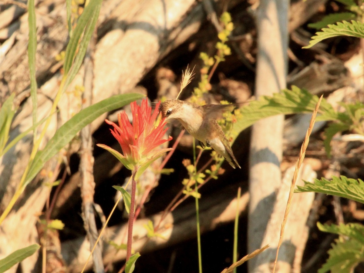 Rufous Hummingbird - ML109106461
