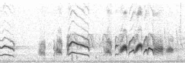 Серогрудый тиранн - ML109108