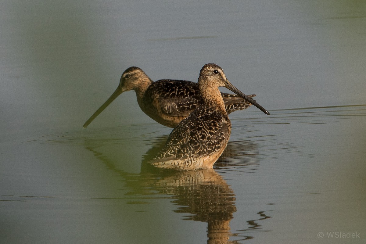 Long-billed Dowitcher - ML109108361