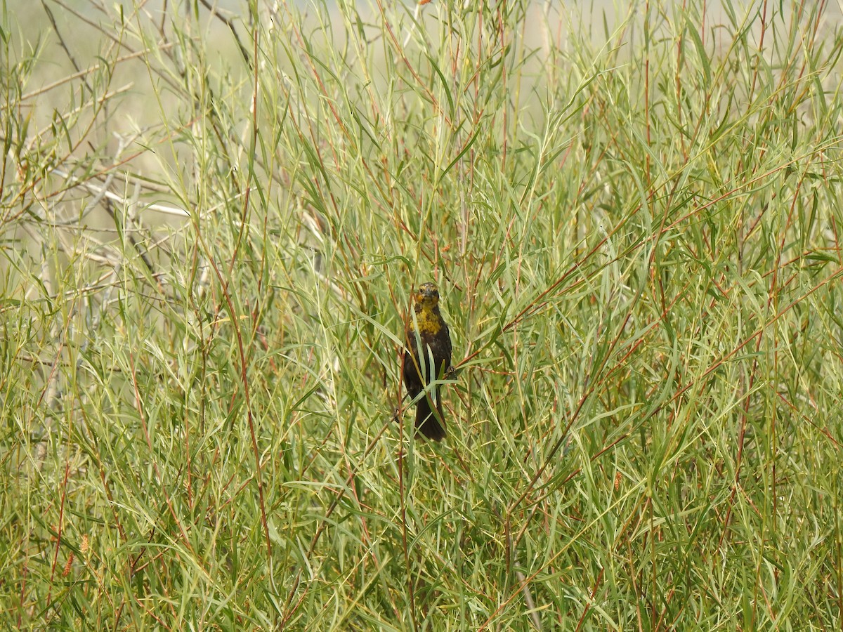 Yellow-headed Blackbird - Steve Butterworth