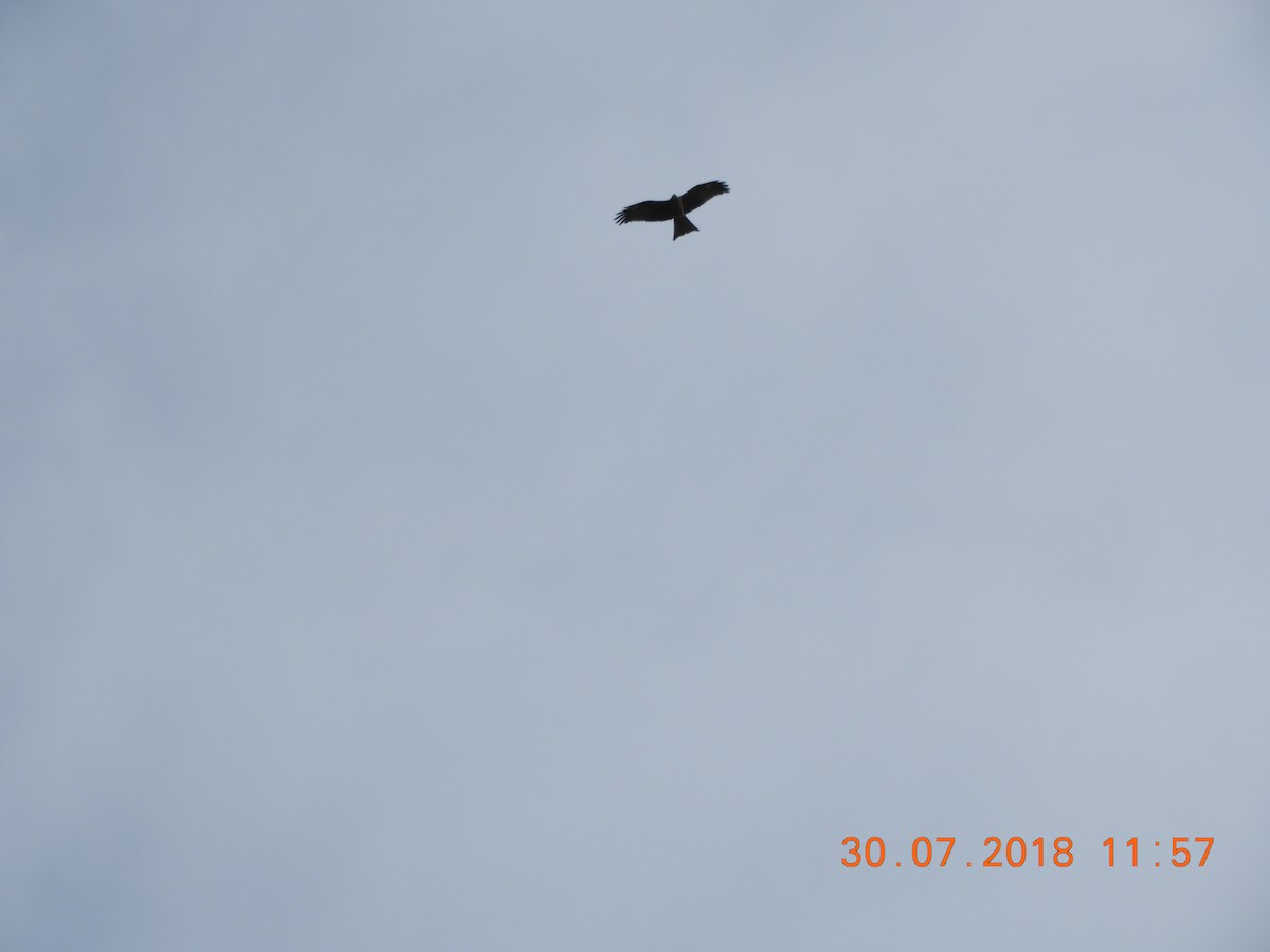 Black Kite (Black) - ML109110851
