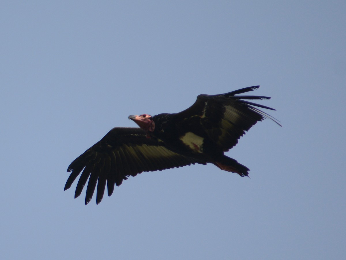 Red-headed Vulture - ML109110981