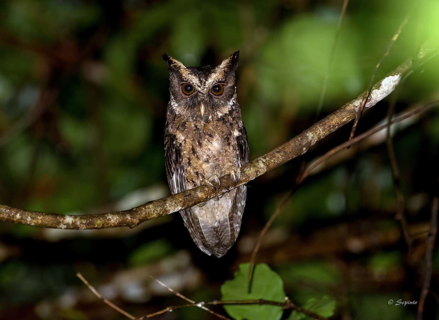 パラワンオオコノハズク Ebird