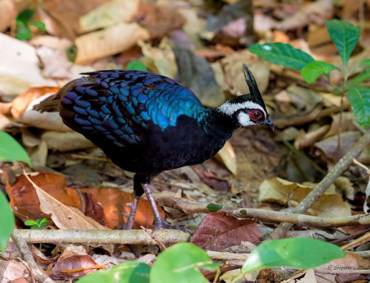 Palawan Peacock-Pheasant - ML109112231