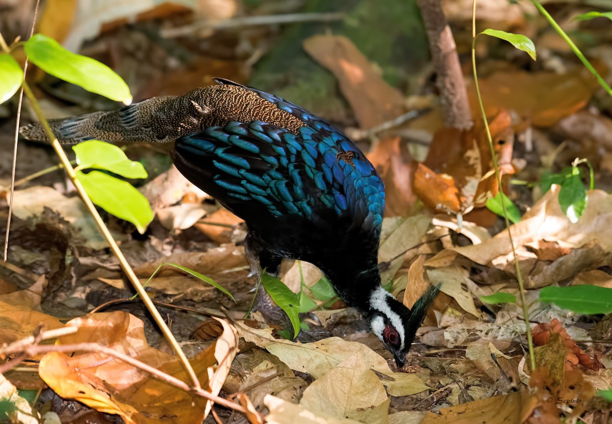 Palawan Peacock-Pheasant - Shailesh Pinto
