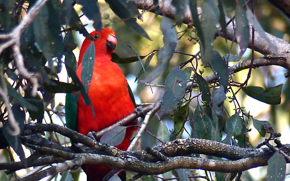 Australian King-Parrot - Allan Pratt