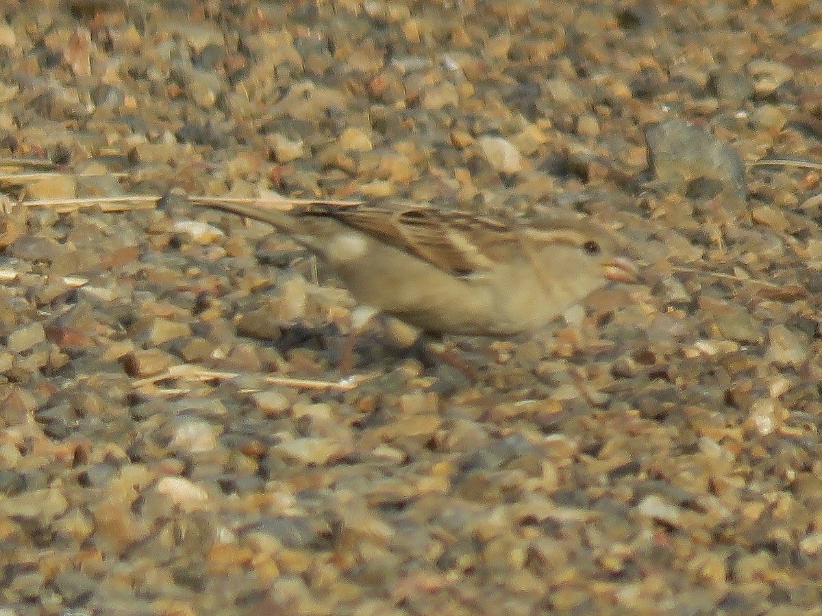 Plain-backed Sparrow - ML109119131