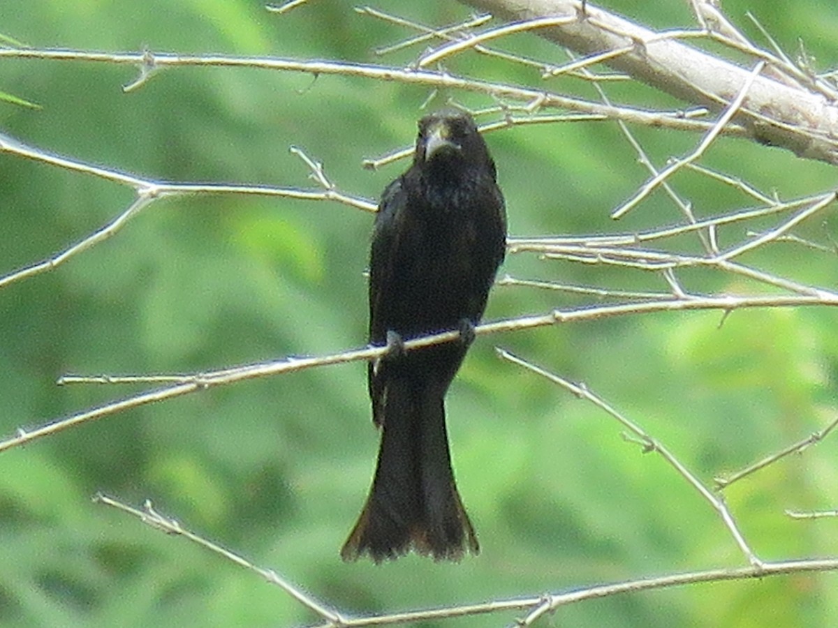 Hair-crested Drongo - ML109119631