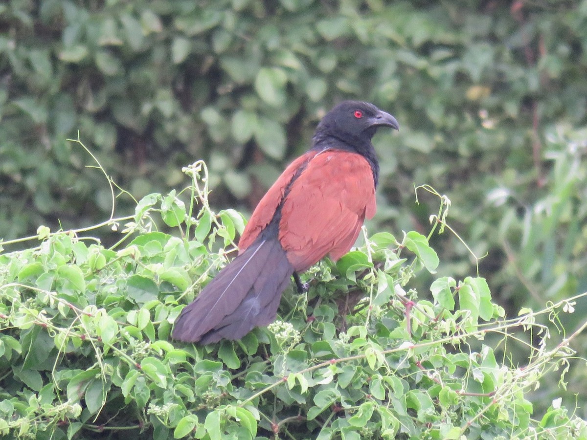 Greater Coucal - ML109119841