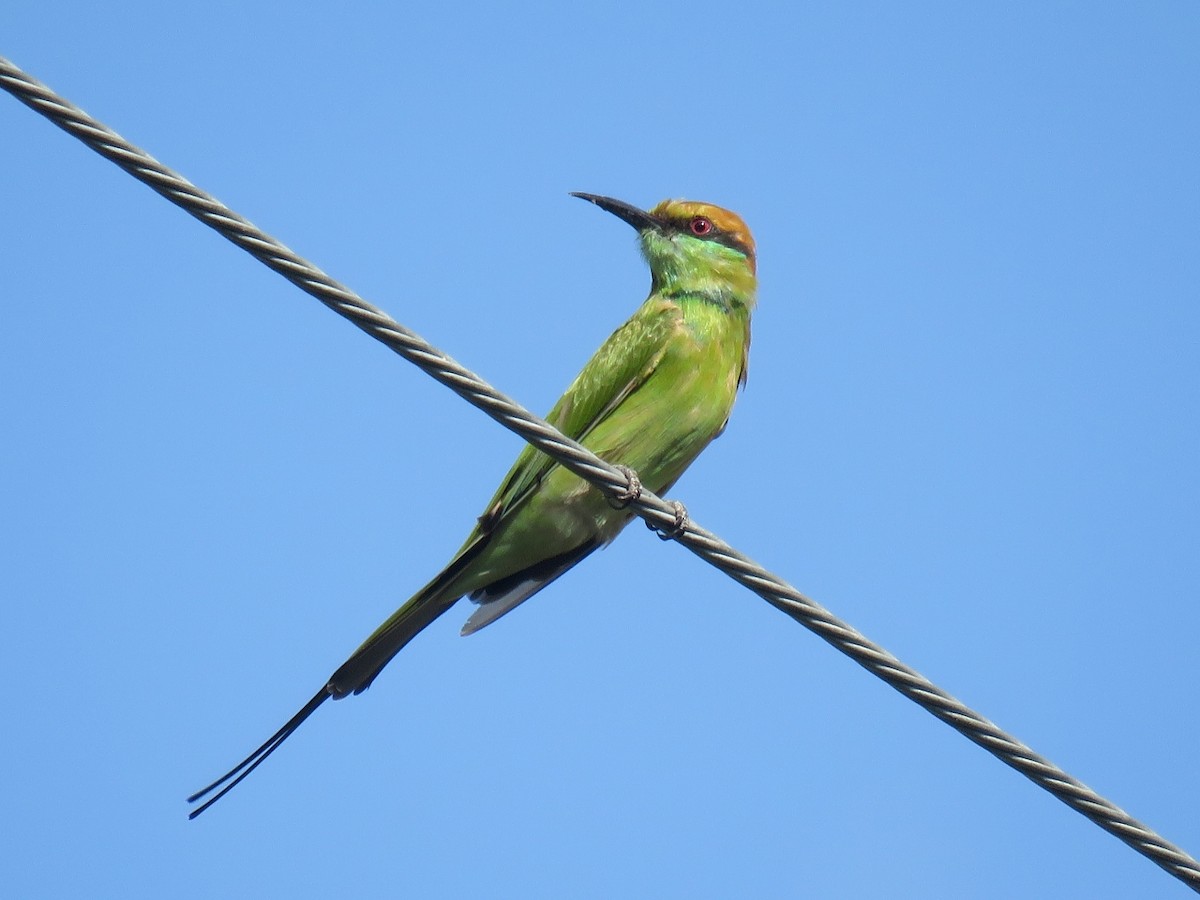 Asian Green Bee-eater - ML109119851