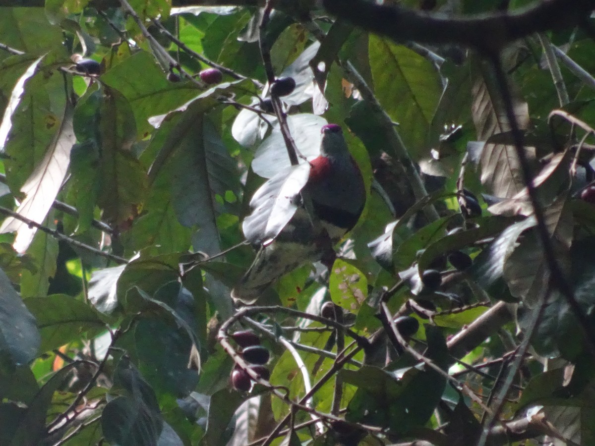 Superb Fruit-Dove - Cendrawasih Expedition