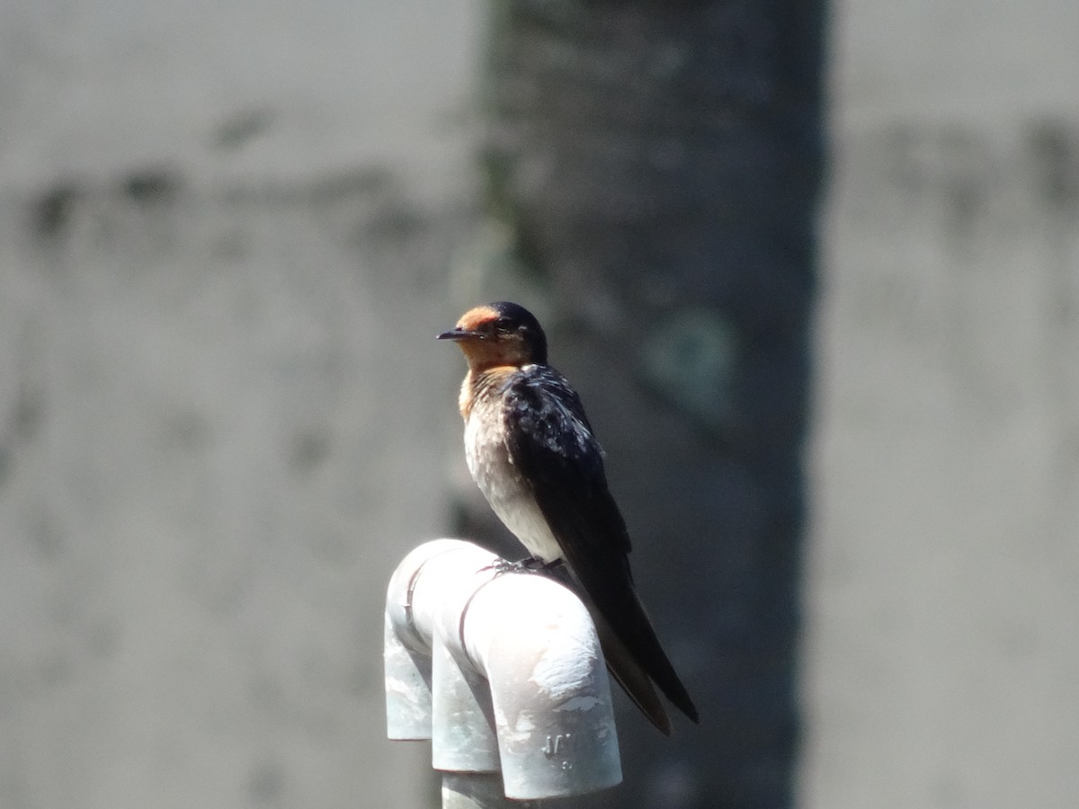 Pacific Swallow - ML109120621