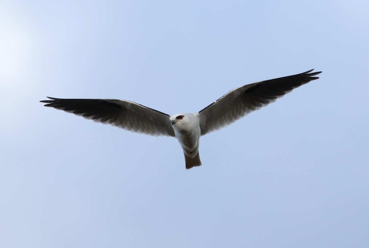 Black-shouldered Kite - ML109121511