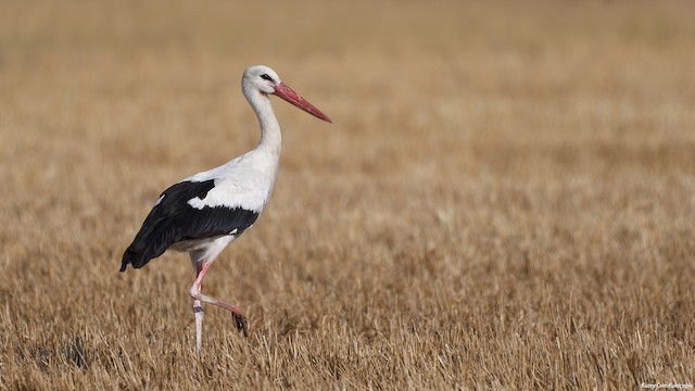 White Stork - eBird
