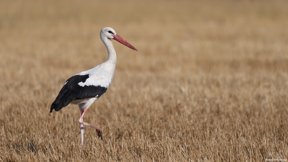 White Stork - Kuzey Cem Kulaçoğlu