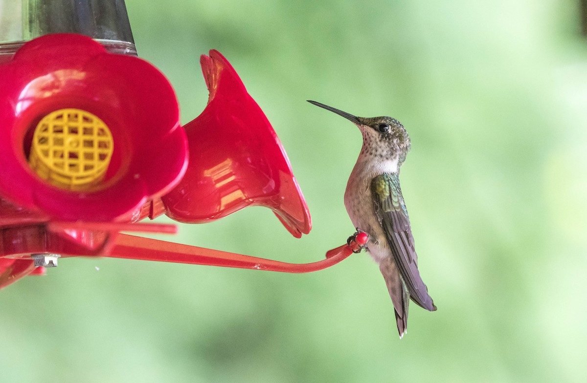 Ruby-throated Hummingbird - ML109124901