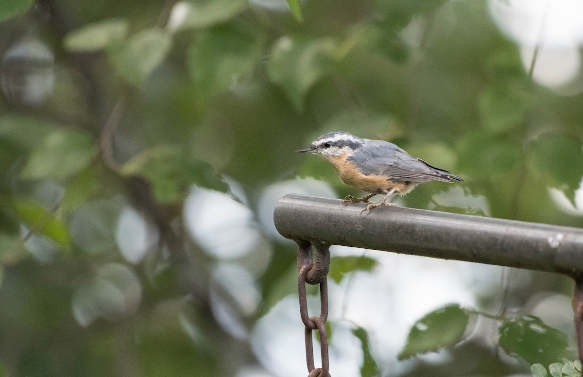 Red-breasted Nuthatch - ML109125161