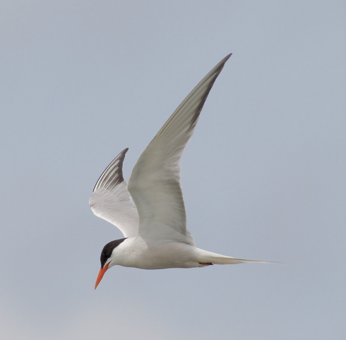 Common Tern - ML109125561