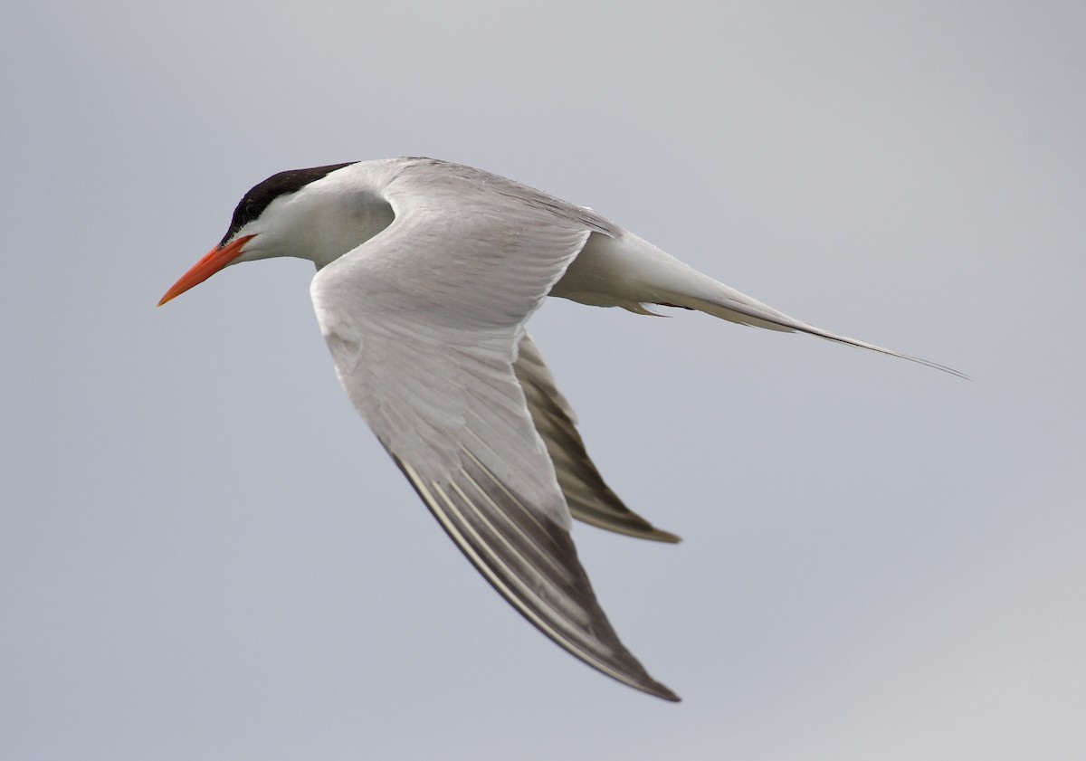 Common Tern - ML109125611