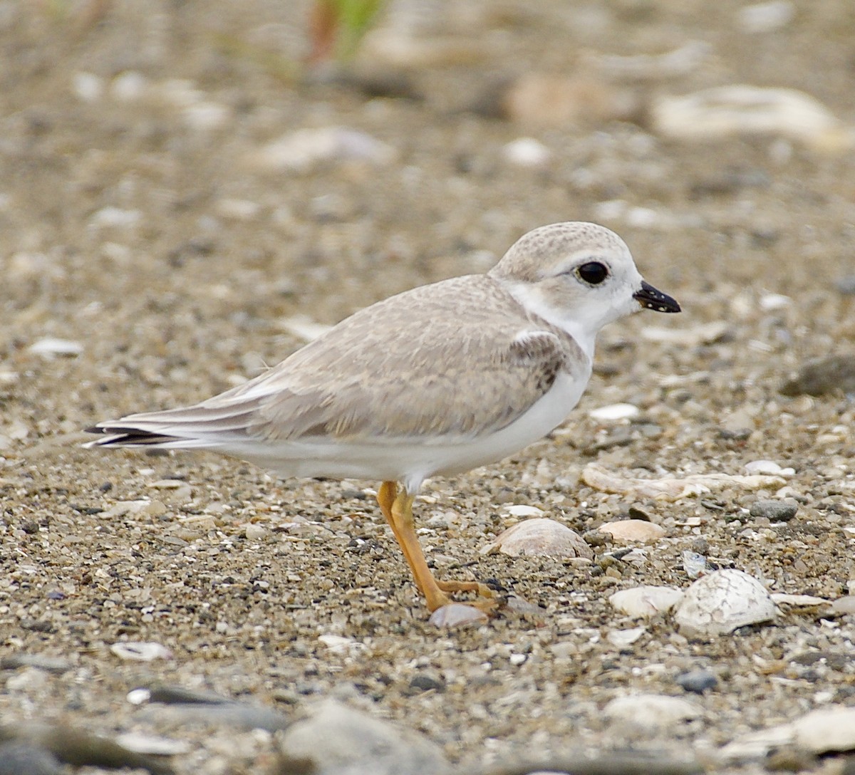 Piping Plover - ML109125951