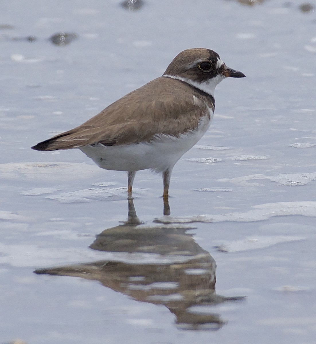 Semipalmated Plover - ML109125981