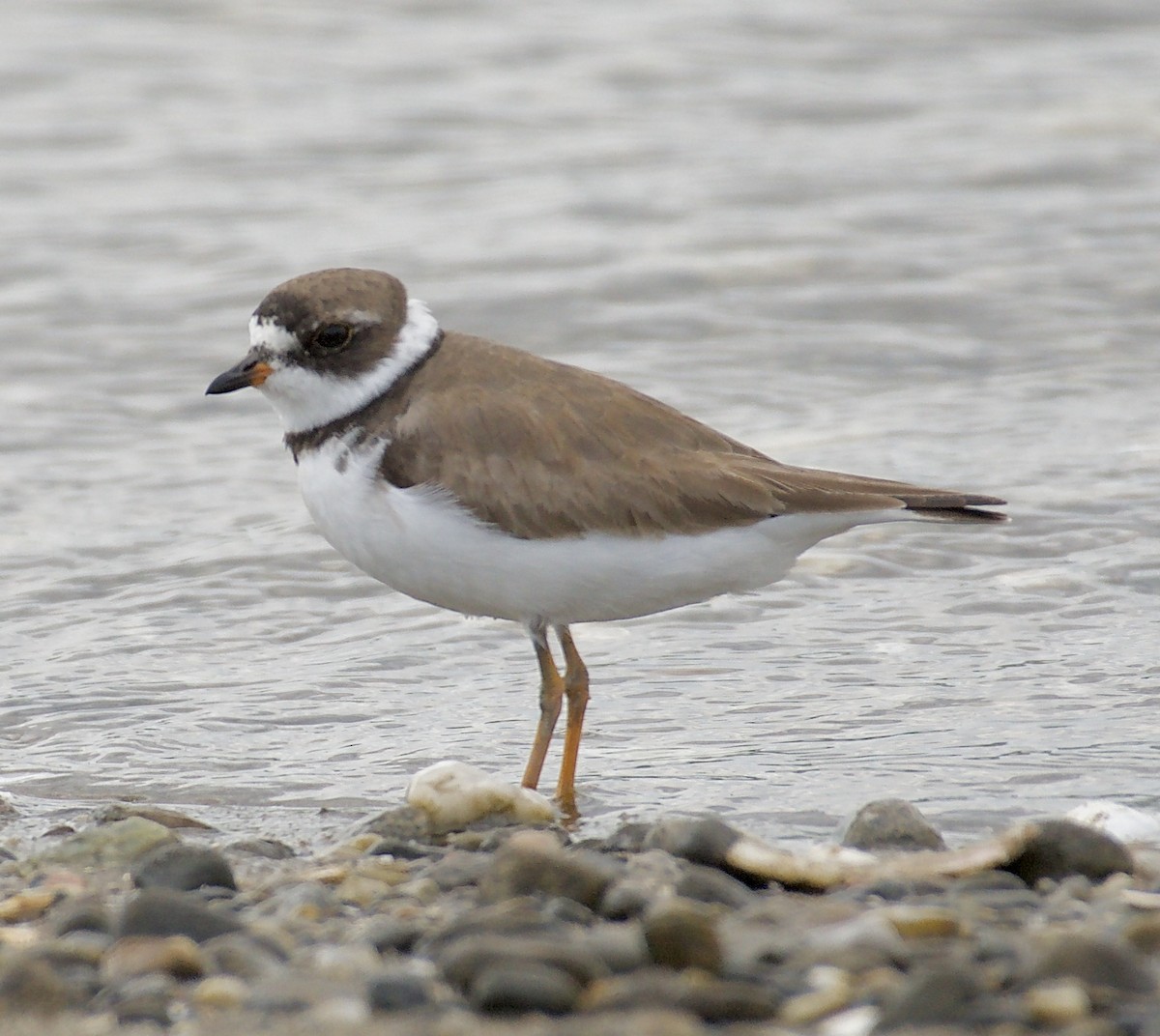 Semipalmated Plover - ML109126331