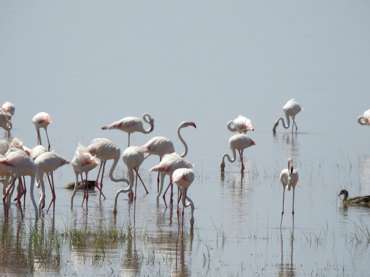 Greater Flamingo - Marybeth Lima