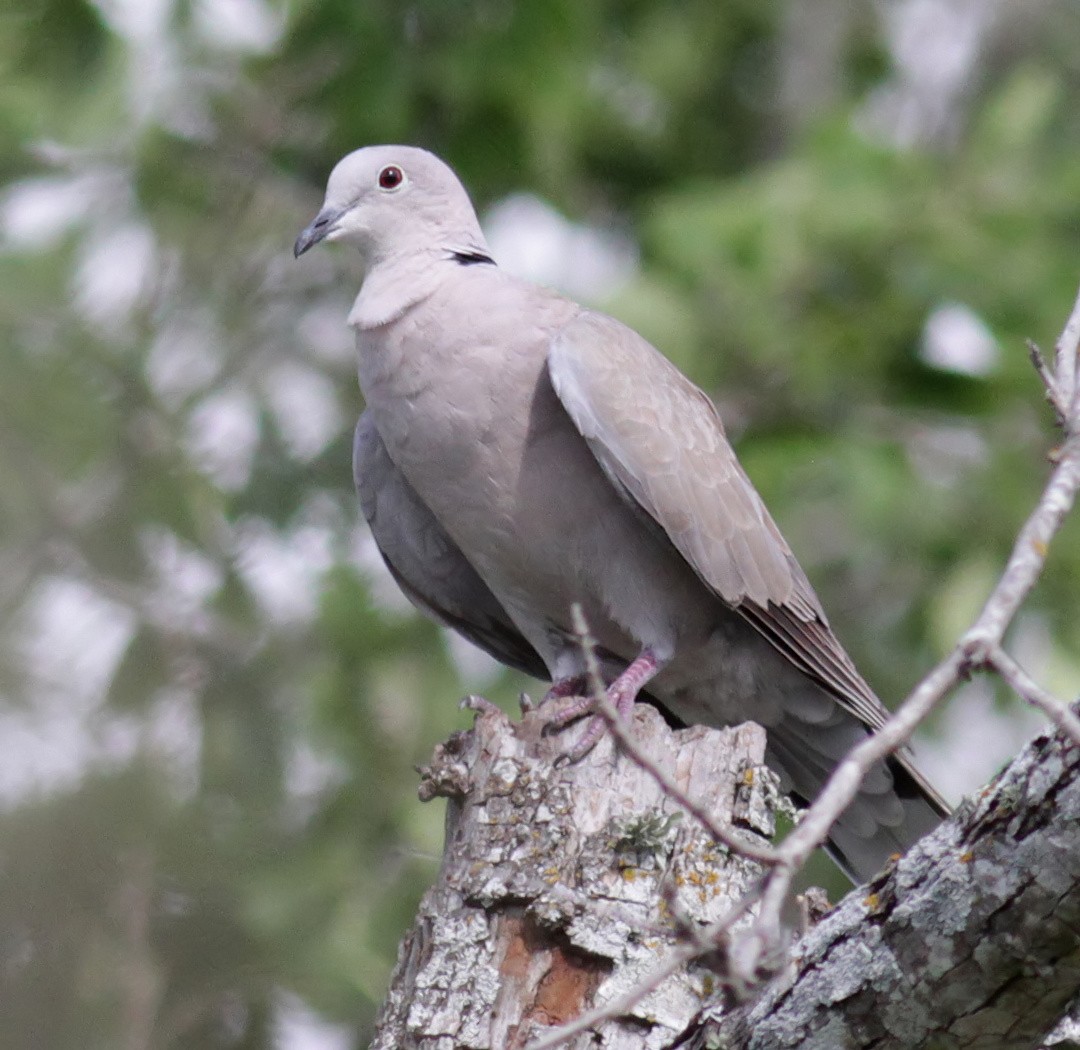 Eurasian Collared-Dove - Ann Mallard