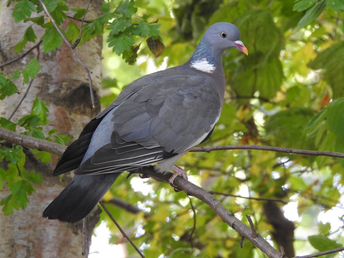 Common Wood-Pigeon - Ad Konings