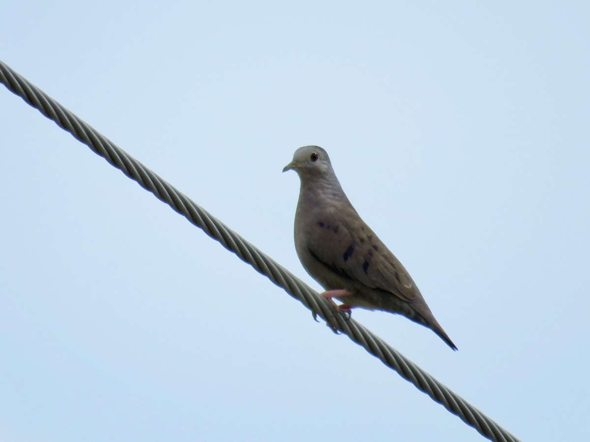Plain-breasted Ground Dove - ML109130111