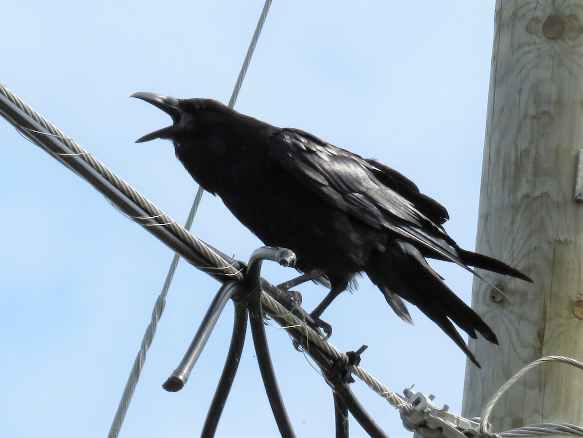Common Raven - ML109131221