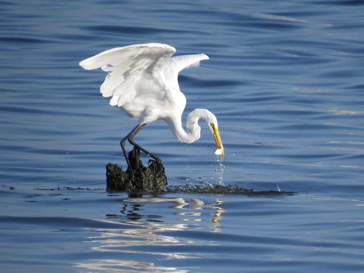 Great Egret - Holly Cox