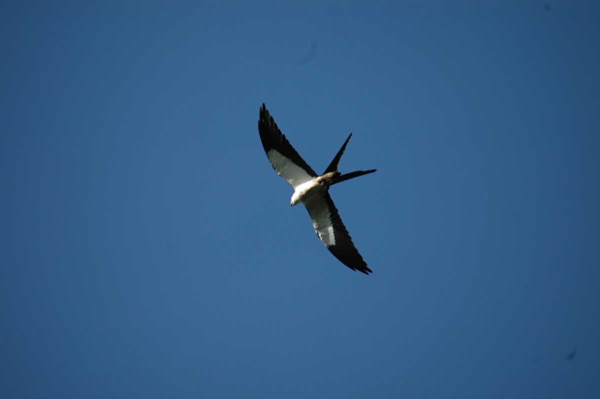 Swallow-tailed Kite - ML109137651