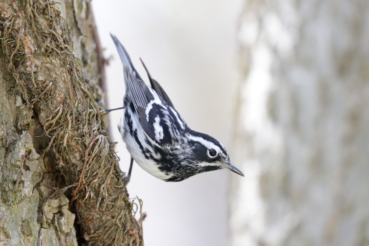 Black-and-white Warbler - ML109139881