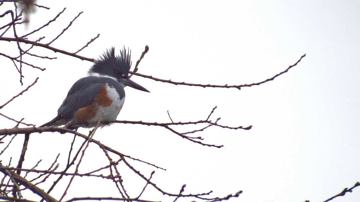Belted Kingfisher - ML109140971