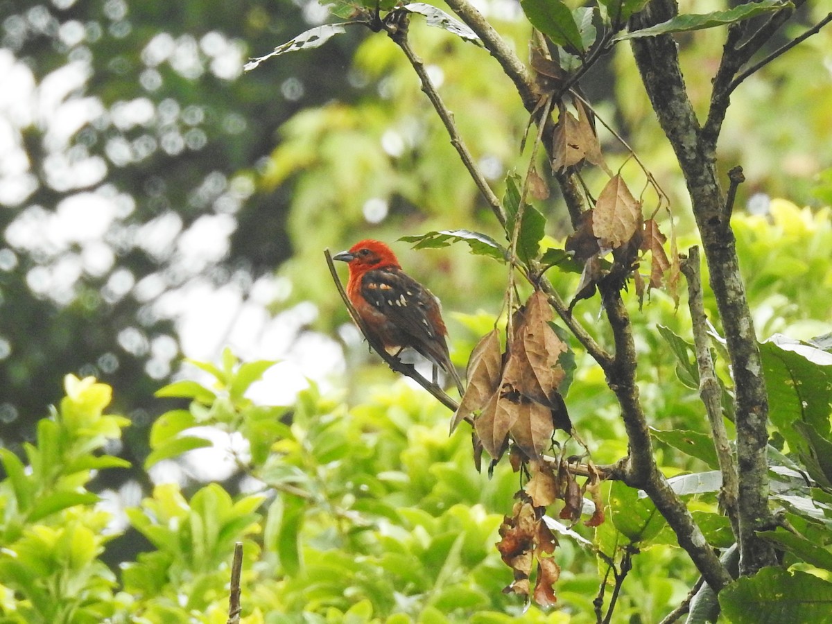 Flame-colored Tanager - Romel Romero