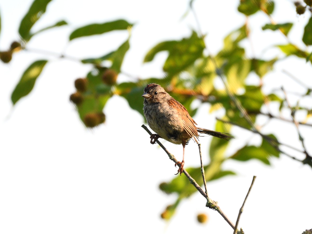 Swamp Sparrow - Hugh Whelan
