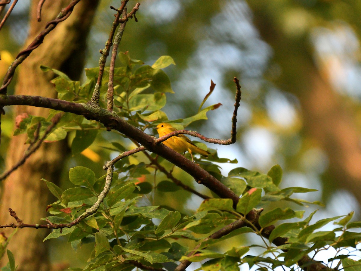 Yellow Warbler - ML109149161